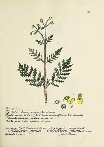 Reproducción/Reproduction 49500837603: Flore universelle. Saint-Denis :Au Bureau et chez Meilhac :[1848]-[1849]. 