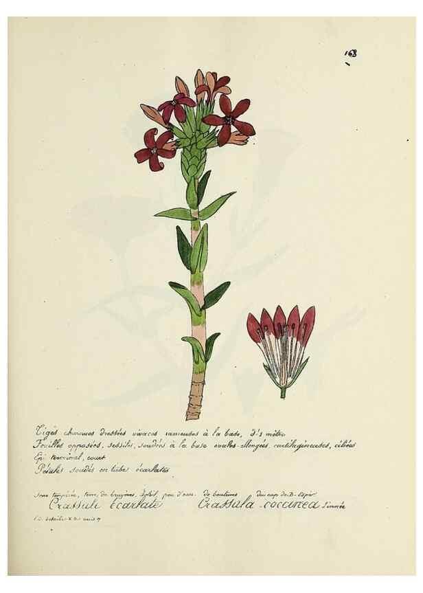Reproducción/Reproduction 49501566022: Flore universelle. Saint-Denis :Au Bureau et chez Meilhac :[1848]-[1849]. 