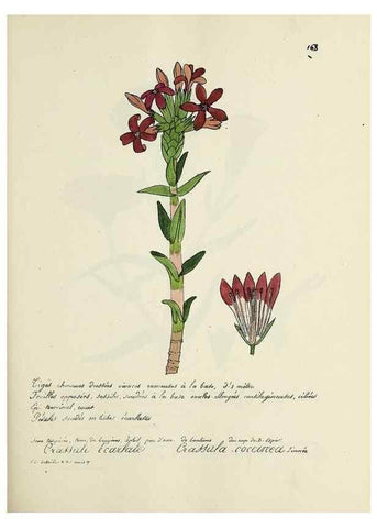 Reproducción/Reproduction 49501566022: Flore universelle. Saint-Denis :Au Bureau et chez Meilhac :[1848]-[1849]. 