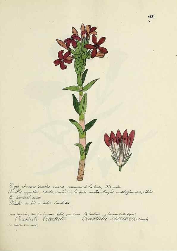 Reproducción/Reproduction 49501566022: Flore universelle. Saint-Denis :Au Bureau et chez Meilhac :[1848]-[1849]. 