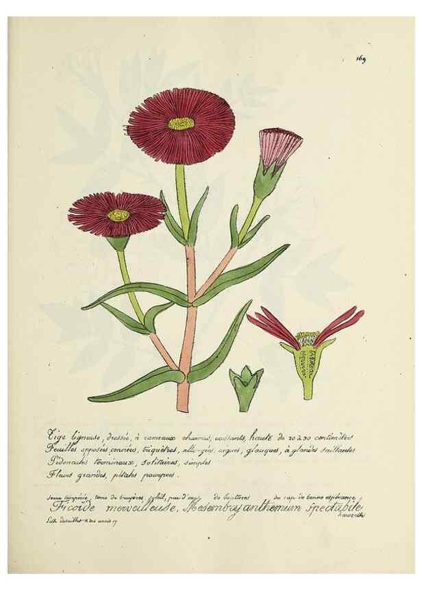 Reproducción/Reproduction 49500838198: Flore universelle. Saint-Denis :Au Bureau et chez Meilhac :[1848]-[1849]. 