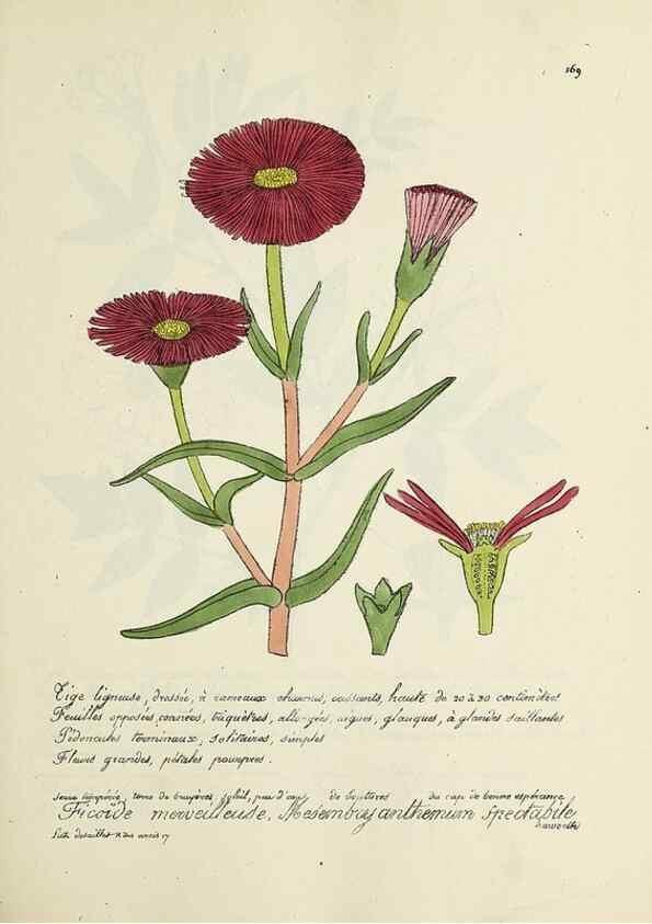 Reproducción/Reproduction 49500838198: Flore universelle. Saint-Denis :Au Bureau et chez Meilhac :[1848]-[1849]. 