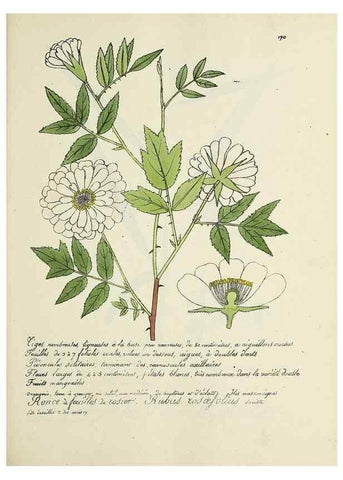 Reproducción/Reproduction 49501343246: Flore universelle. Saint-Denis :Au Bureau et chez Meilhac :[1848]-[1849]. 