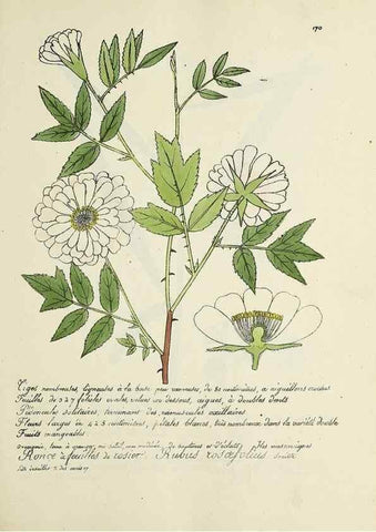 Reproducción/Reproduction 49501343246: Flore universelle. Saint-Denis :Au Bureau et chez Meilhac :[1848]-[1849]. 