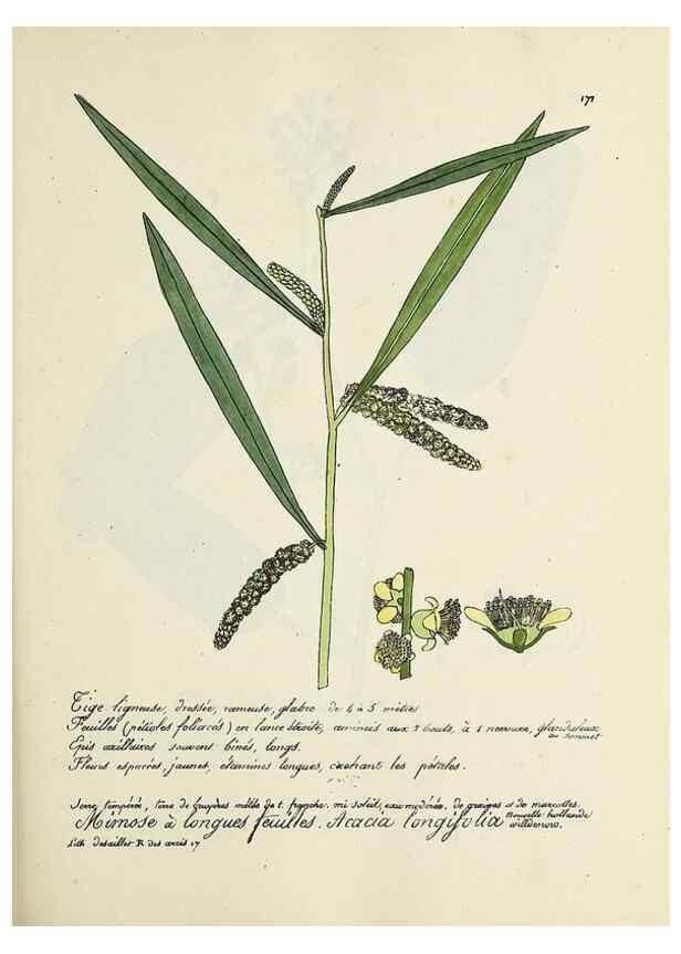 Reproducción/Reproduction 49500838908: Flore universelle. Saint-Denis :Au Bureau et chez Meilhac :[1848]-[1849]. 