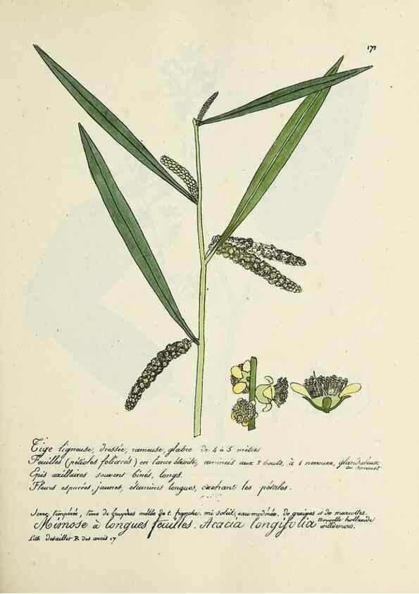 Reproducción/Reproduction 49500838908: Flore universelle. Saint-Denis :Au Bureau et chez Meilhac :[1848]-[1849]. 