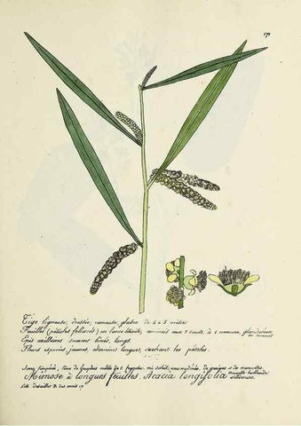 Reproducción/Reproduction 49500838908: Flore universelle. Saint-Denis :Au Bureau et chez Meilhac :[1848]-[1849]. 