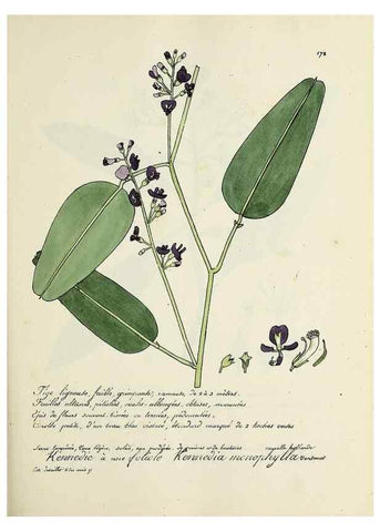 Reproducción/Reproduction 49501343701: Flore universelle. Saint-Denis :Au Bureau et chez Meilhac :[1848]-[1849]. 