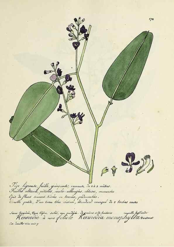 Reproducción/Reproduction 49501343701: Flore universelle. Saint-Denis :Au Bureau et chez Meilhac :[1848]-[1849]. 