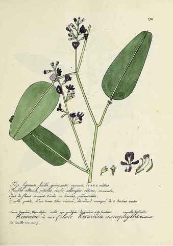 Reproducción/Reproduction 49501343701: Flore universelle. Saint-Denis :Au Bureau et chez Meilhac :[1848]-[1849]. 