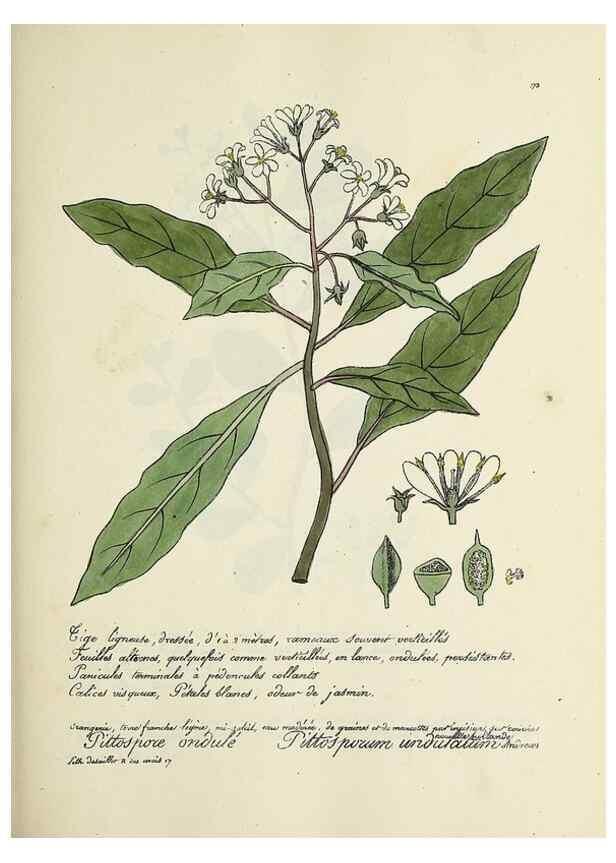 Reproducción/Reproduction 49501344156: Flore universelle. Saint-Denis :Au Bureau et chez Meilhac :[1848]-[1849]. 