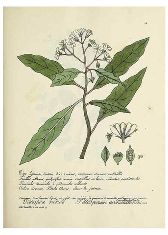 Reproducción/Reproduction 49501344156: Flore universelle. Saint-Denis :Au Bureau et chez Meilhac :[1848]-[1849]. 