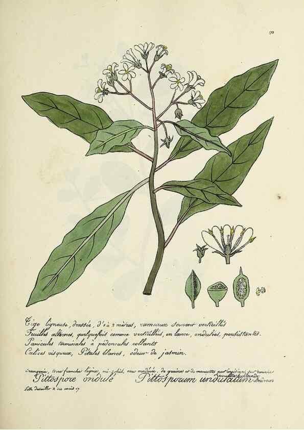 Reproducción/Reproduction 49501344156: Flore universelle. Saint-Denis :Au Bureau et chez Meilhac :[1848]-[1849]. 
