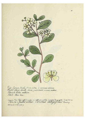 Reproducción/Reproduction 49500840313: Flore universelle. Saint-Denis :Au Bureau et chez Meilhac :[1848]-[1849]. 