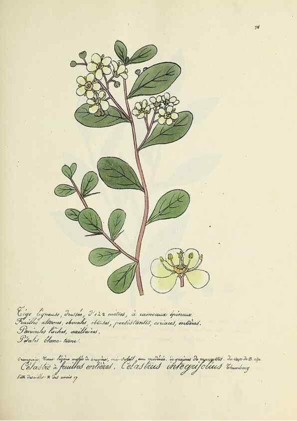 Reproducción/Reproduction 49500840313: Flore universelle. Saint-Denis :Au Bureau et chez Meilhac :[1848]-[1849]. 