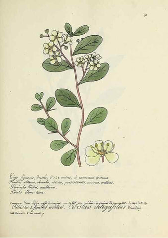 Reproducción/Reproduction 49500840313: Flore universelle. Saint-Denis :Au Bureau et chez Meilhac :[1848]-[1849]. 