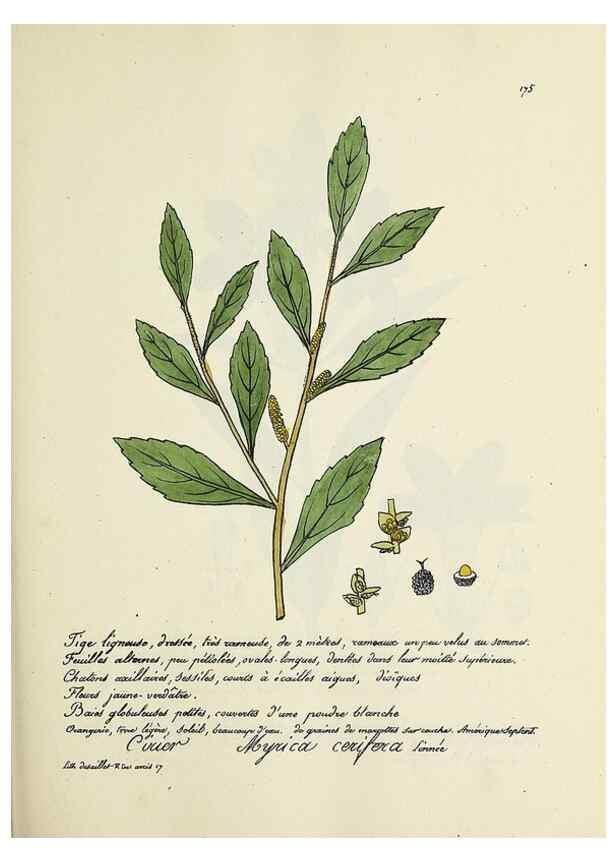 Reproducción/Reproduction 49501345116: Flore universelle. Saint-Denis :Au Bureau et chez Meilhac :[1848]-[1849]. 