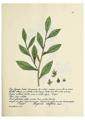 Reproducción/Reproduction 49501345116: Flore universelle. Saint-Denis :Au Bureau et chez Meilhac :[1848]-[1849]. 