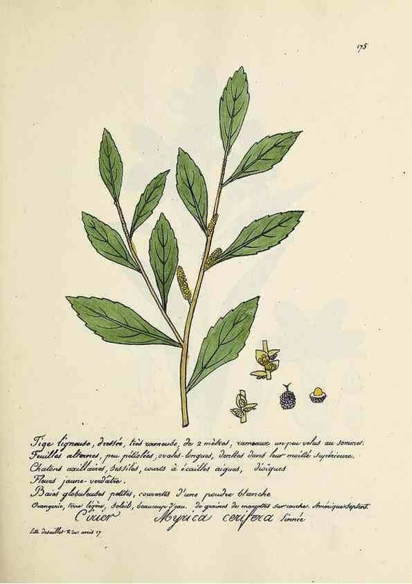 Reproducción/Reproduction 49501345116: Flore universelle. Saint-Denis :Au Bureau et chez Meilhac :[1848]-[1849]. 