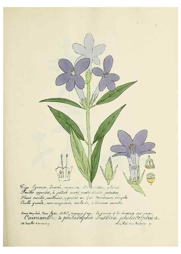 Reproducción/Reproduction 49500841338: Flore universelle. Saint-Denis :Au Bureau et chez Meilhac :[1848]-[1849]. 