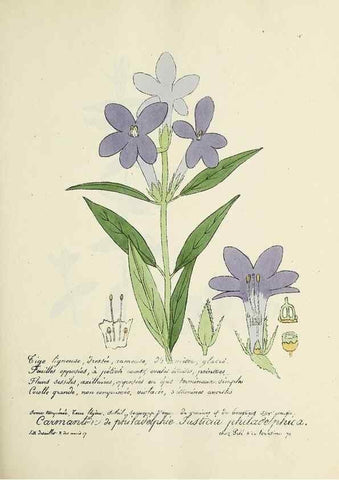 Reproducción/Reproduction 49500841338: Flore universelle. Saint-Denis :Au Bureau et chez Meilhac :[1848]-[1849]. 