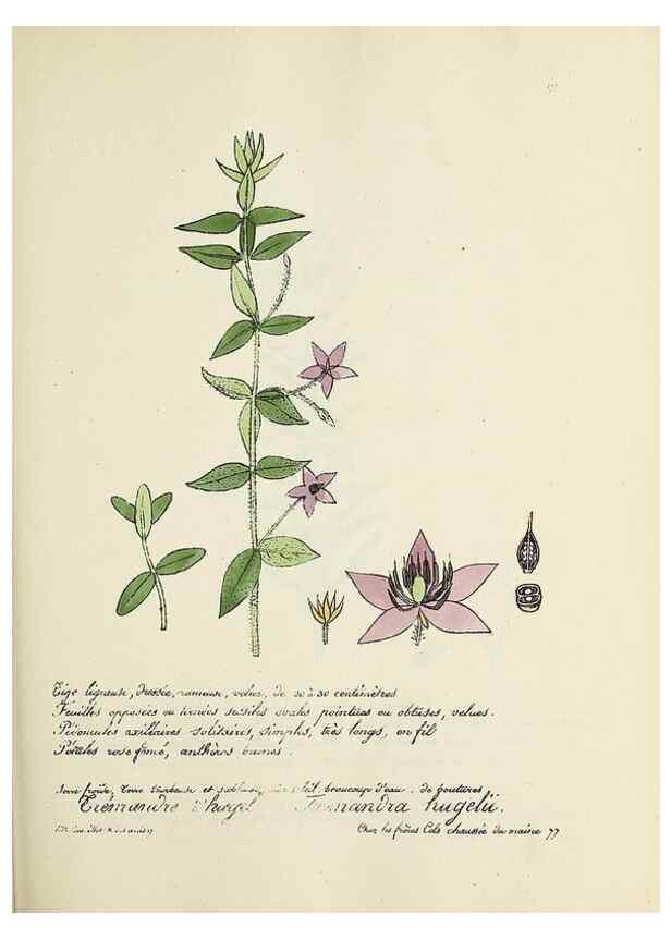 Reproducción/Reproduction 49501569777: Flore universelle. Saint-Denis :Au Bureau et chez Meilhac :[1848]-[1849]. 