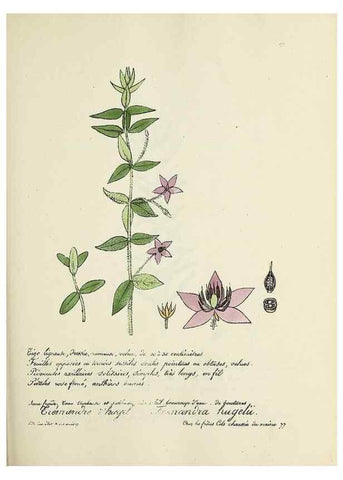 Reproducción/Reproduction 49501569777: Flore universelle. Saint-Denis :Au Bureau et chez Meilhac :[1848]-[1849]. 