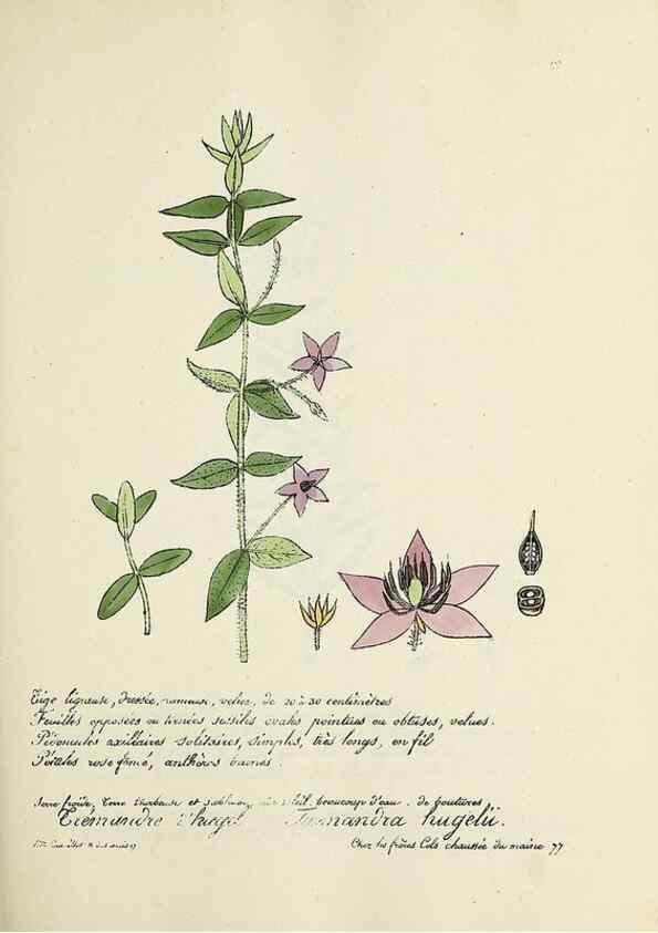 Reproducción/Reproduction 49501569777: Flore universelle. Saint-Denis :Au Bureau et chez Meilhac :[1848]-[1849]. 