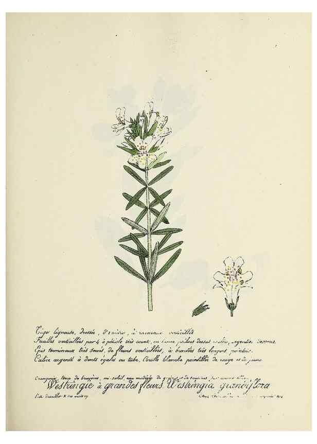 Reproducción/Reproduction 49500841943: Flore universelle. Saint-Denis :Au Bureau et chez Meilhac :[1848]-[1849]. 