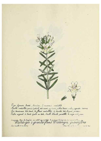 Reproducción/Reproduction 49500841943: Flore universelle. Saint-Denis :Au Bureau et chez Meilhac :[1848]-[1849]. 