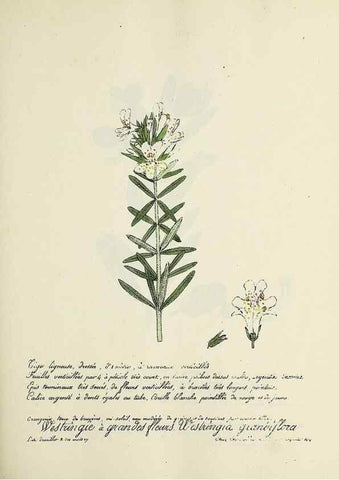 Reproducción/Reproduction 49500841943: Flore universelle. Saint-Denis :Au Bureau et chez Meilhac :[1848]-[1849]. 