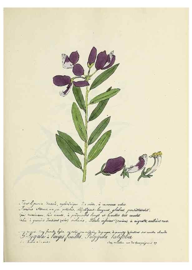 Reproducción/Reproduction 49501346536: Flore universelle. Saint-Denis :Au Bureau et chez Meilhac :[1848]-[1849]. 