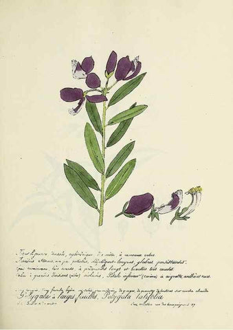 Reproducción/Reproduction 49501346536: Flore universelle. Saint-Denis :Au Bureau et chez Meilhac :[1848]-[1849]. 