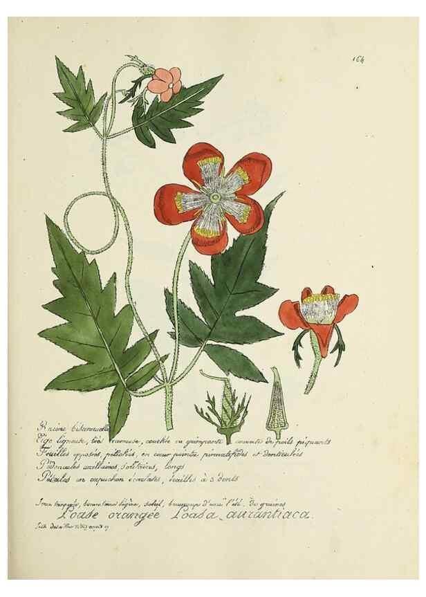 Reproducción/Reproduction 49500836848: Flore universelle. Saint-Denis :Au Bureau et chez Meilhac :[1848]-[1849]. 
