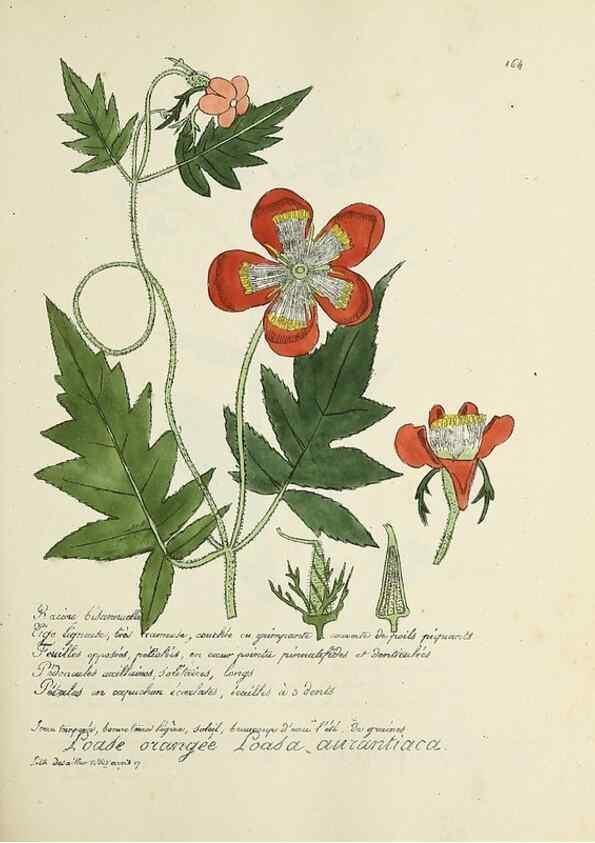 Reproducción/Reproduction 49500836848: Flore universelle. Saint-Denis :Au Bureau et chez Meilhac :[1848]-[1849]. 