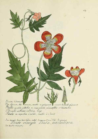 Reproducción/Reproduction 49500836848: Flore universelle. Saint-Denis :Au Bureau et chez Meilhac :[1848]-[1849]. 