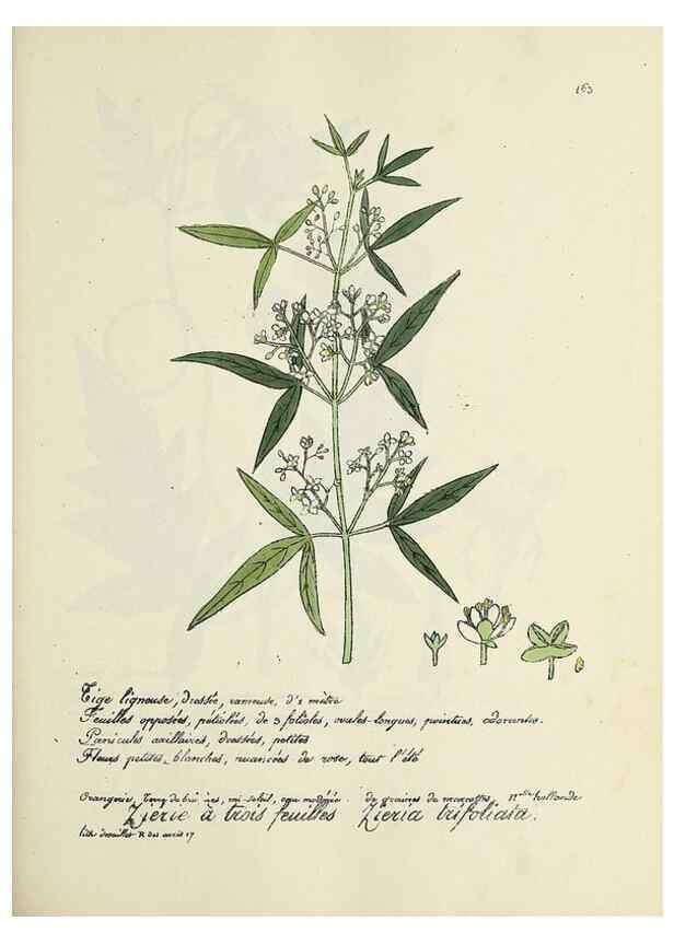 Reproducción/Reproduction 49501341341: Flore universelle. Saint-Denis :Au Bureau et chez Meilhac :[1848]-[1849]. 