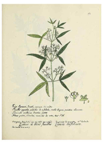 Reproducción/Reproduction 49501341341: Flore universelle. Saint-Denis :Au Bureau et chez Meilhac :[1848]-[1849]. 