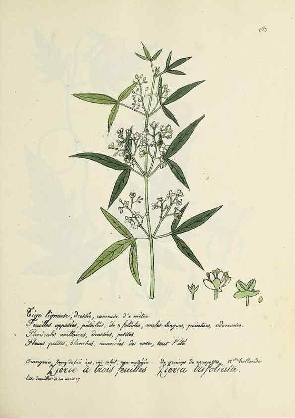 Reproducción/Reproduction 49501341341: Flore universelle. Saint-Denis :Au Bureau et chez Meilhac :[1848]-[1849]. 