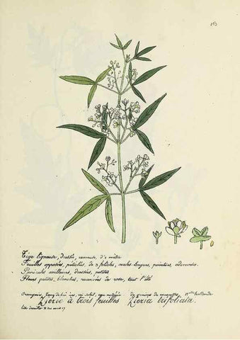 Reproducción/Reproduction 49501341341: Flore universelle. Saint-Denis :Au Bureau et chez Meilhac :[1848]-[1849]. 