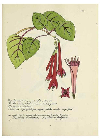 Reproducción/Reproduction 49500836403: Flore universelle. Saint-Denis :Au Bureau et chez Meilhac :[1848]-[1849]. 