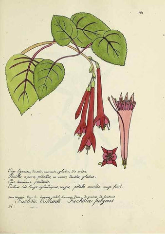 Reproducción/Reproduction 49500836403: Flore universelle. Saint-Denis :Au Bureau et chez Meilhac :[1848]-[1849]. 