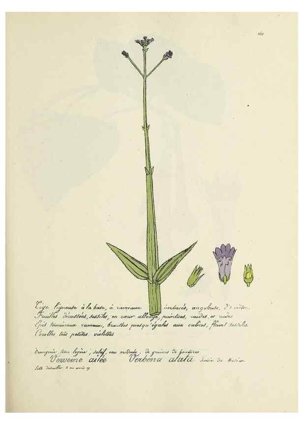 Reproducción/Reproduction 49501564227: Flore universelle. Saint-Denis :Au Bureau et chez Meilhac :[1848]-[1849]. 