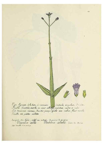 Reproducción/Reproduction 49501564227: Flore universelle. Saint-Denis :Au Bureau et chez Meilhac :[1848]-[1849]. 