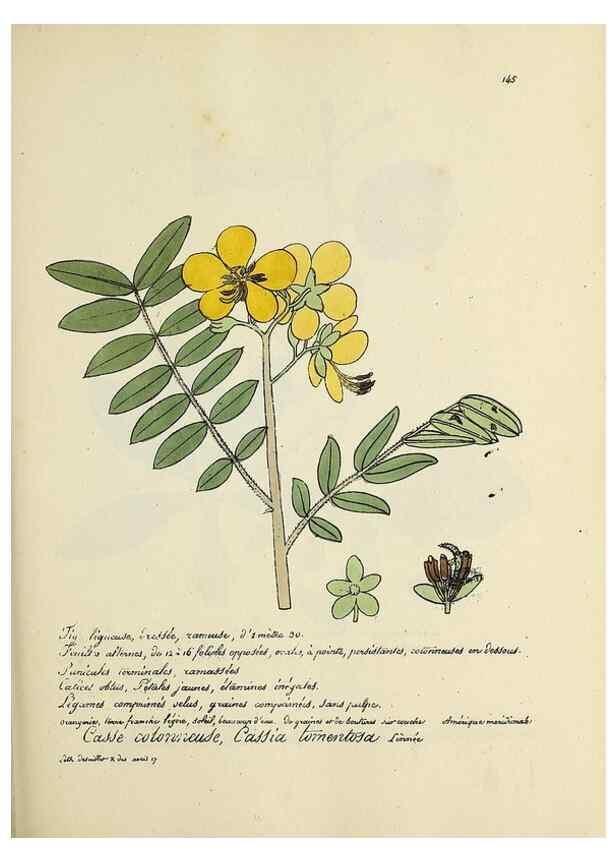 Reproducción/Reproduction 49500832383: Flore universelle. Saint-Denis :Au Bureau et chez Meilhac :[1848]-[1849]. 