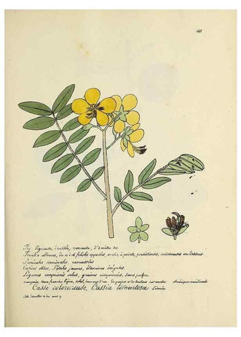 Reproducción/Reproduction 49500832383: Flore universelle. Saint-Denis :Au Bureau et chez Meilhac :[1848]-[1849]. 