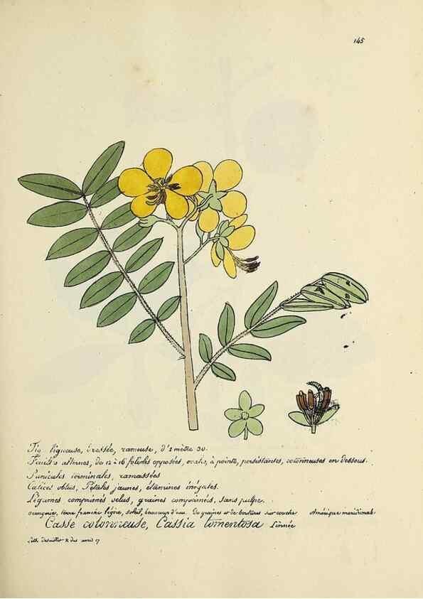 Reproducción/Reproduction 49500832383: Flore universelle. Saint-Denis :Au Bureau et chez Meilhac :[1848]-[1849]. 