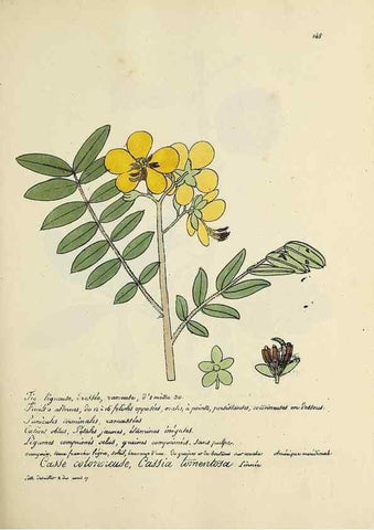 Reproducción/Reproduction 49500832383: Flore universelle. Saint-Denis :Au Bureau et chez Meilhac :[1848]-[1849]. 