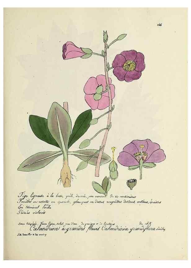 Reproducción/Reproduction 49500832643: Flore universelle. Saint-Denis :Au Bureau et chez Meilhac :[1848]-[1849]. 