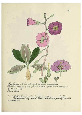 Reproducción/Reproduction 49500832643: Flore universelle. Saint-Denis :Au Bureau et chez Meilhac :[1848]-[1849]. 